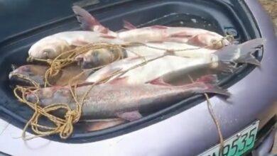 Xiaomi отзывает более 30 000 седанов SU7 из-за неисправной системы интеллектуальной парковки Xiaomi отзывает более 30 000 седанов SU7 из-за неисправной системы интеллектуальной парковки